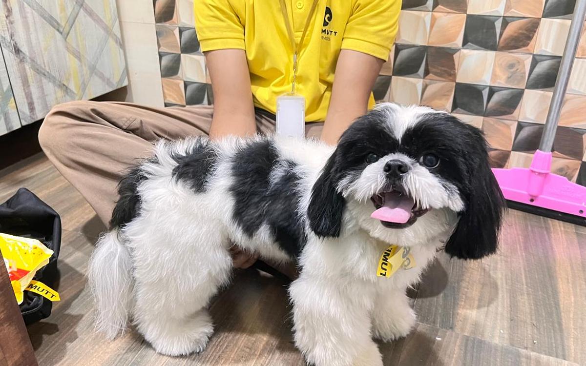 Ultimutt - Best Home Grooming for Dogs & Cats in NCR
