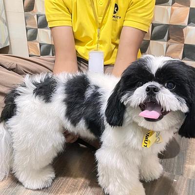 Ultimutt - Best Home Grooming for Dogs & Cats in NCR