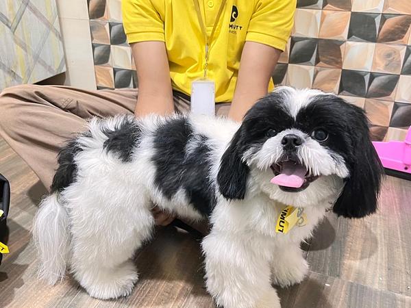 Ultimutt - Best Home Grooming for Dogs & Cats in NCR