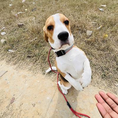 Lokesh dog training and bording
