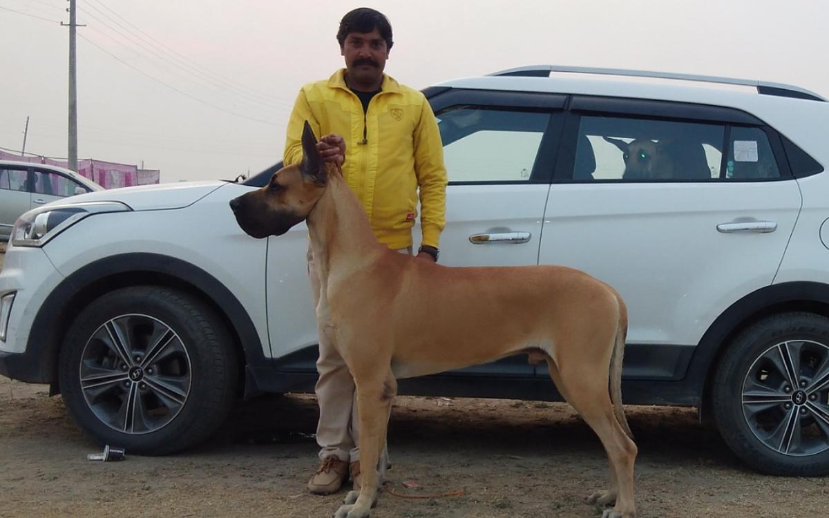 Gopal Singh Dog Training & Boarding in Gurgaon