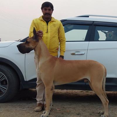 Gopal Singh Dog Training & Boarding in Gurgaon