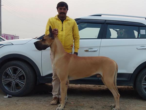 Gopal Singh Dog Training & Boarding in Gurgaon