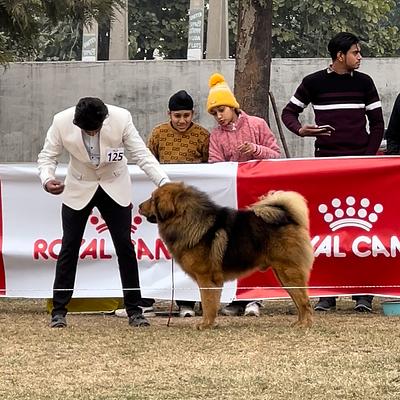 Lokesh dog training and bording