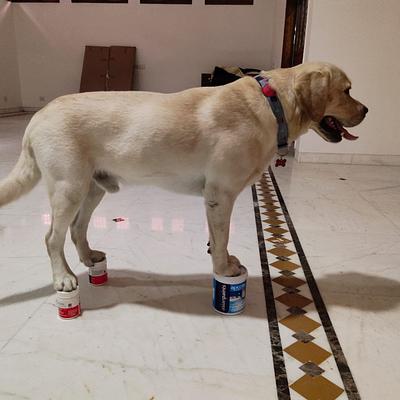 Gopal Singh Dog Training & Boarding in Gurgaon