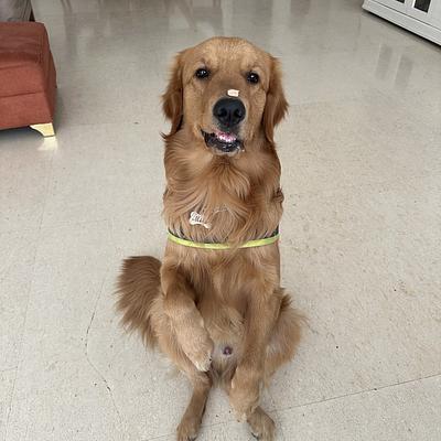 Lokesh dog training and bording