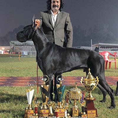 Gopal Singh Dog Training & Boarding in Gurgaon