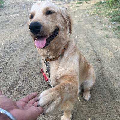 Pankaj dog trainer &boarding house