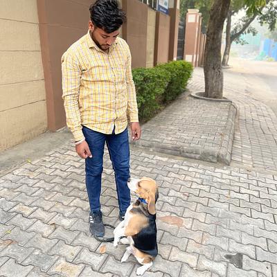 Lokesh dog training and bording