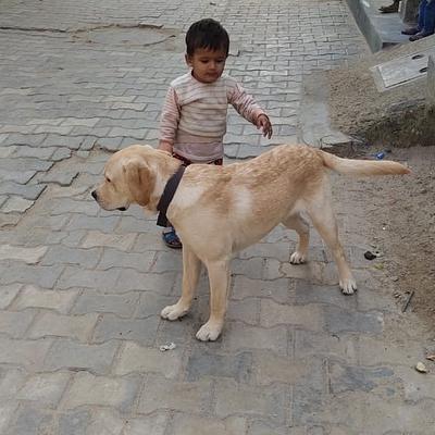 Gopal Singh Dog Training & Boarding in Gurgaon