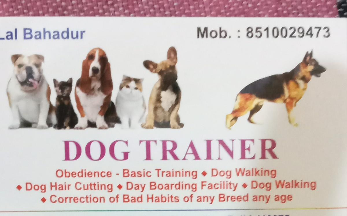 Dog training services