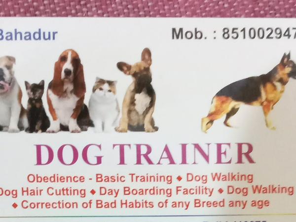 Dog training services