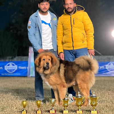 Pankaj dog trainer &boarding house