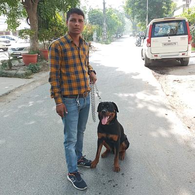 Dog training services