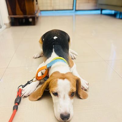 Pankaj dog trainer &boarding house