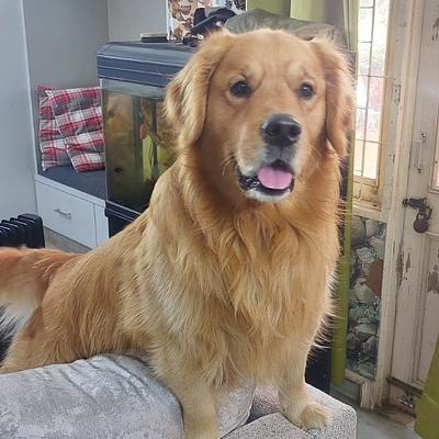 Dog training services
