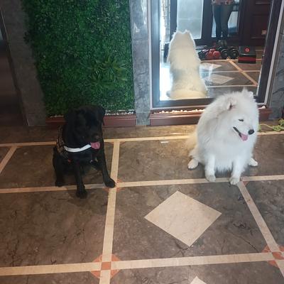 Dog training services