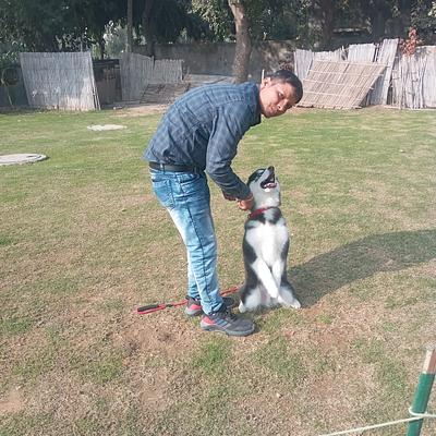 Dog training services
