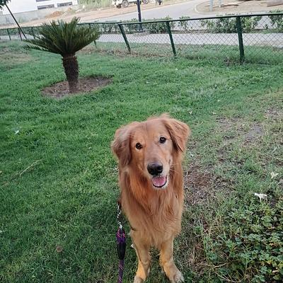 Monu Sharma Dog Training & Walking Service