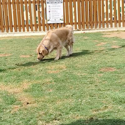 Yash Dog training