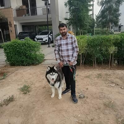 Monu Sharma Dog Training & Walking Service