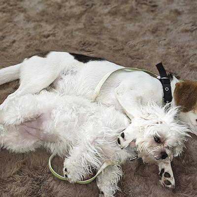 Dog Training & Boarding by Ramandeep Foujdar