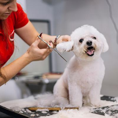 POSS - Pet's One Stop Solution-Pet Spa in Gurgaon | Pet Grooming Near You
