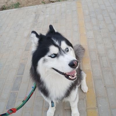 Monu Sharma Dog Training & Walking Service