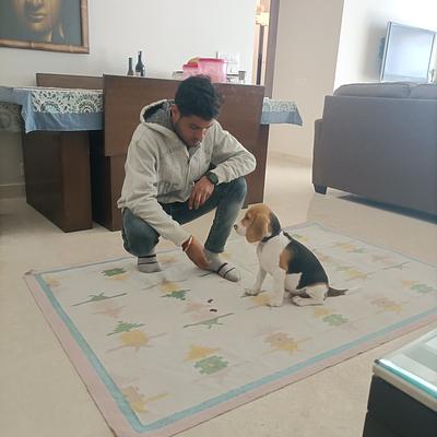 Kuddles dog Training and boarding house 🏠