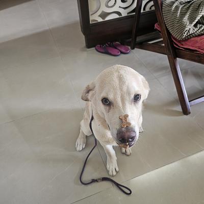 Dog Training & Boarding by Ramandeep Foujdar