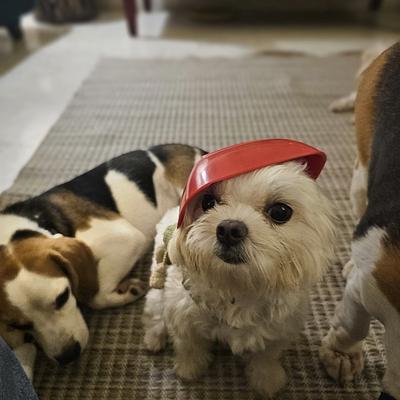 Dog Training & Boarding by Ramandeep Foujdar