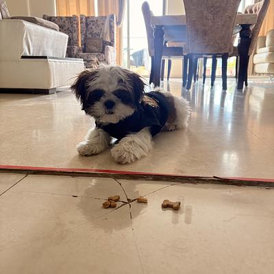 Elite Dog Training - Gurugram