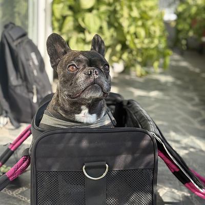 Elite Dog Training - Gurugram