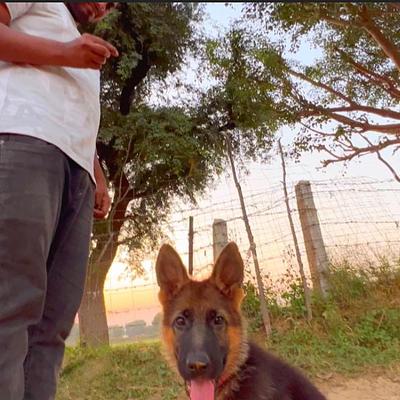 Shooter dog training academy