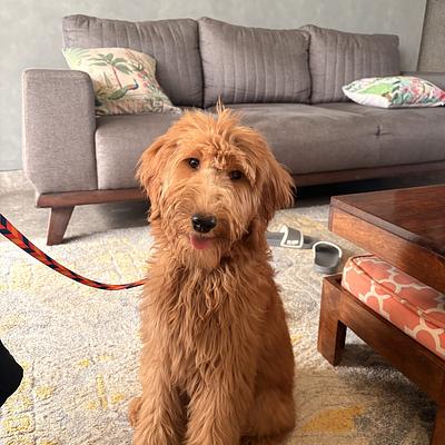 Elite Dog Training - Gurugram