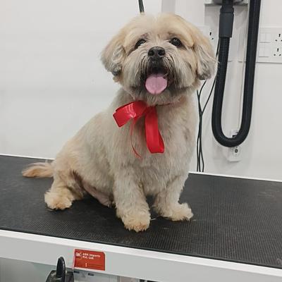 Petriever - Pet Clinic, Pet Grooming & Spa, Pet Store