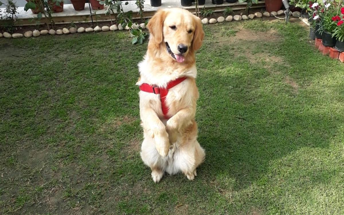 Gurugram Dog Training & Boarding Centre