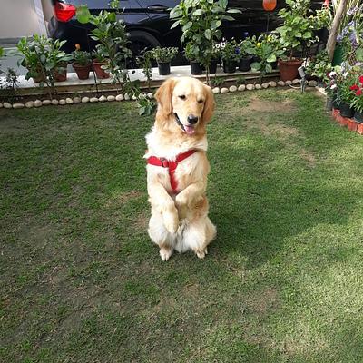 Gurugram Dog Training & Boarding Centre