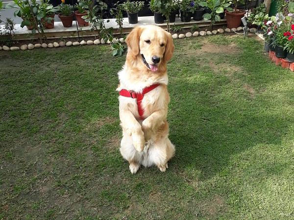 Gurugram Dog Training & Boarding Centre
