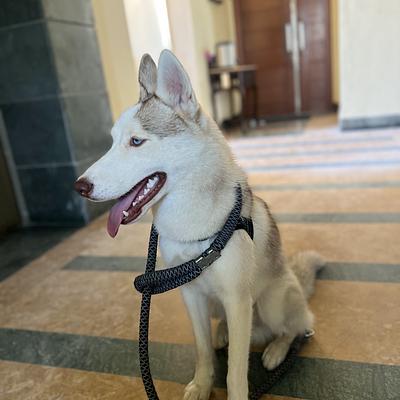 Shooter dog training academy