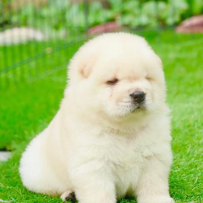Gurugram Dog Training & Boarding Centre