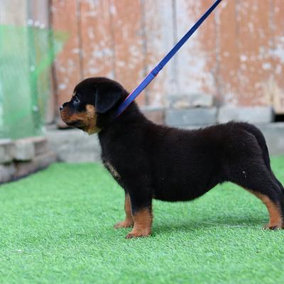 Gurugram Dog Training & Boarding Centre