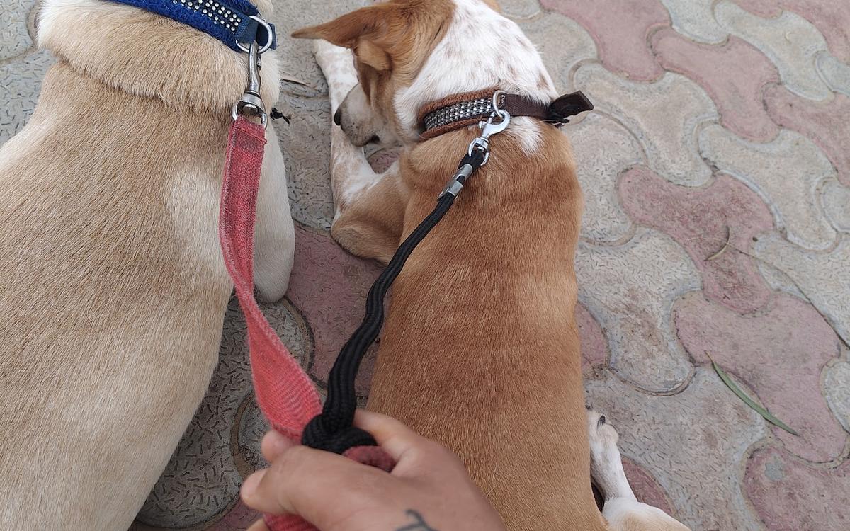 Dog & Pet Trainer