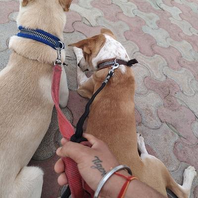 Dog & Pet Trainer