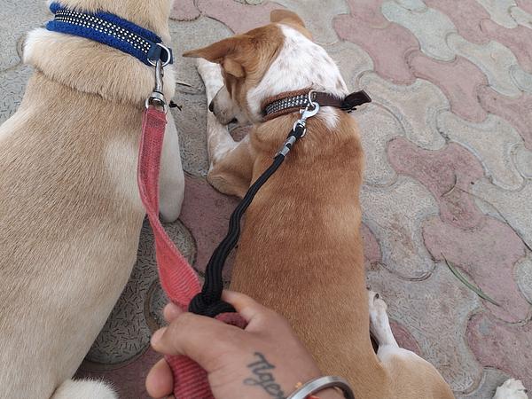Dog & Pet Trainer