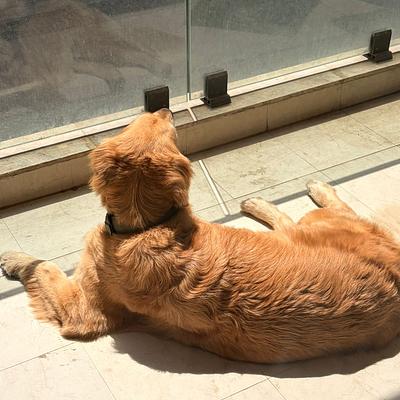 Ultimutt - Best Home Grooming for Dogs & Cats in NCR
