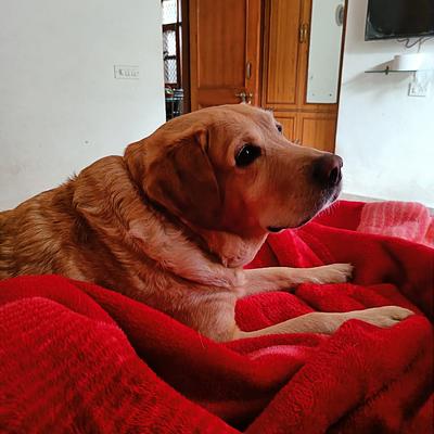 Petresort : Pet Grooming & Boarding
