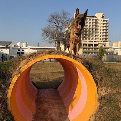 Elsa’s Dog Park & Cakery