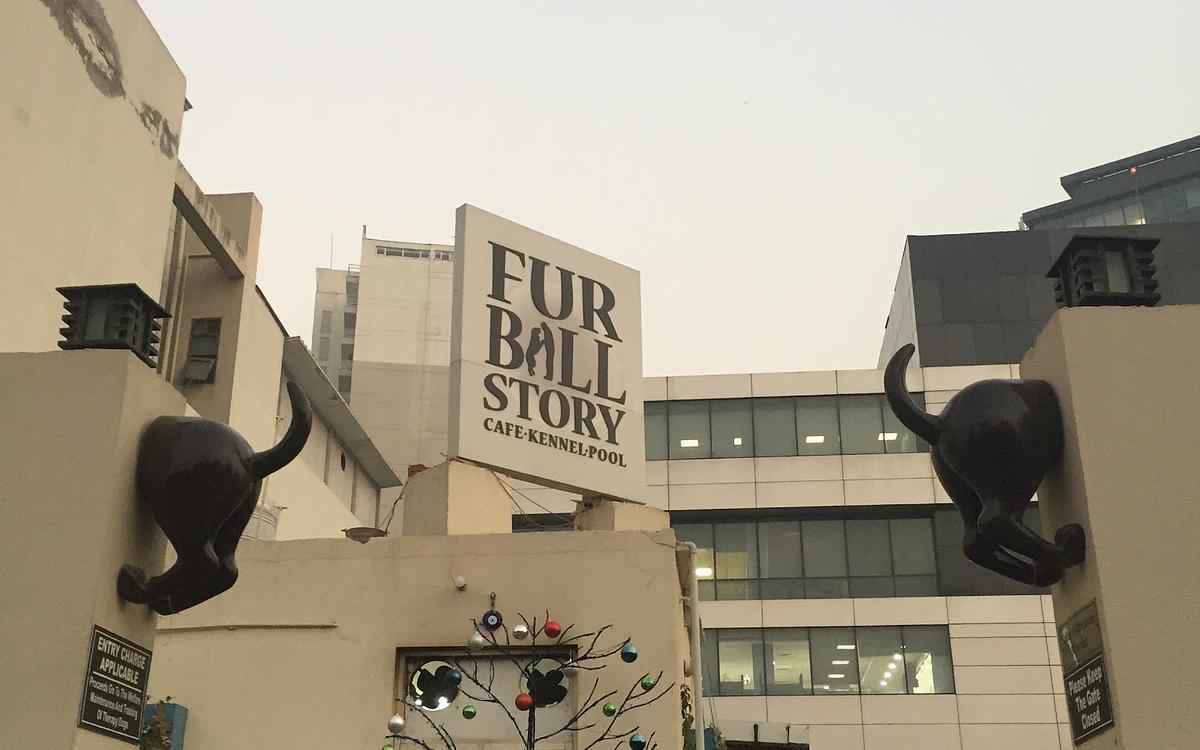 Fur Ball Story