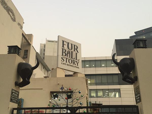 Fur Ball Story
